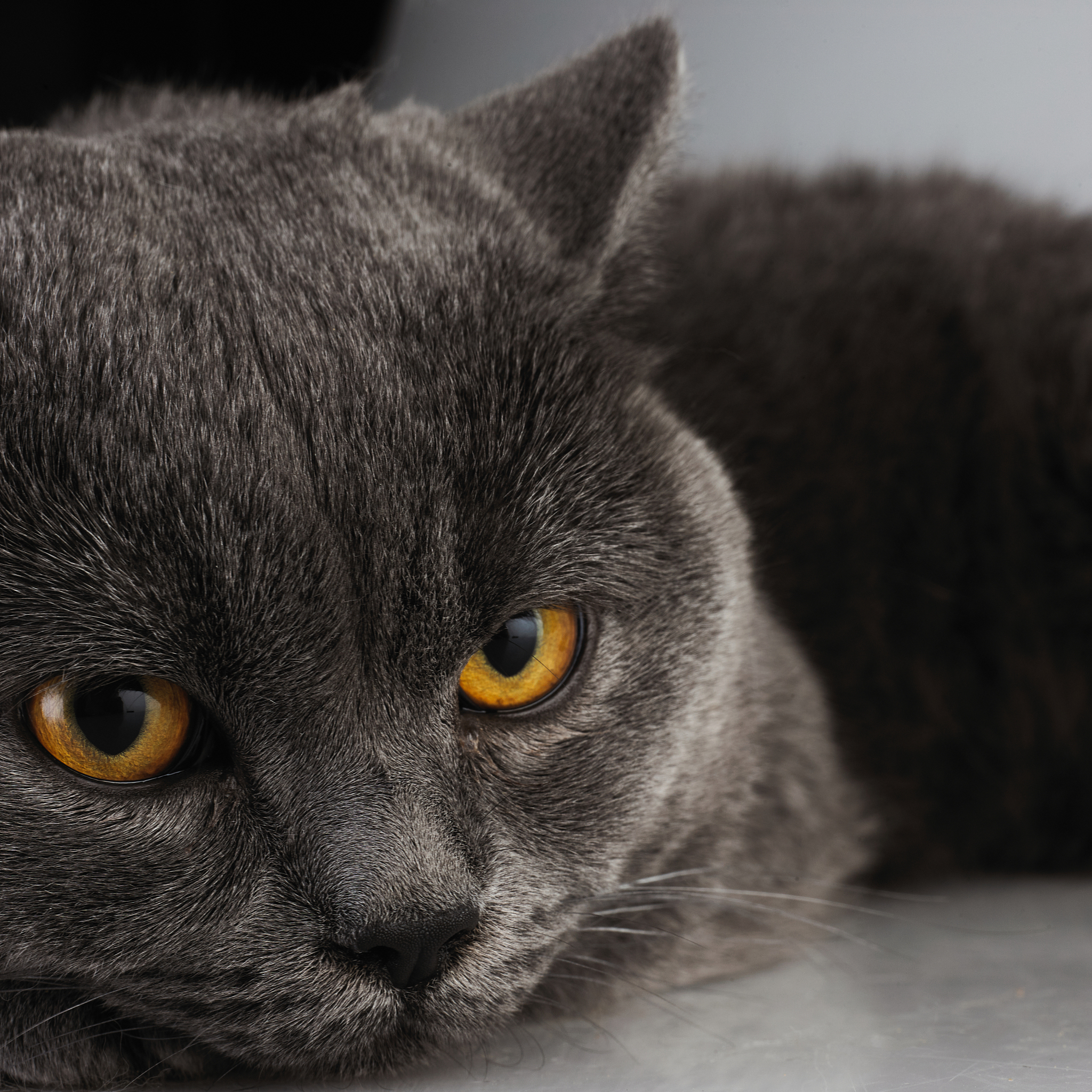 蓝猫的奇妙水下冒险：鲸鱼朋友带你探索奇幻世界