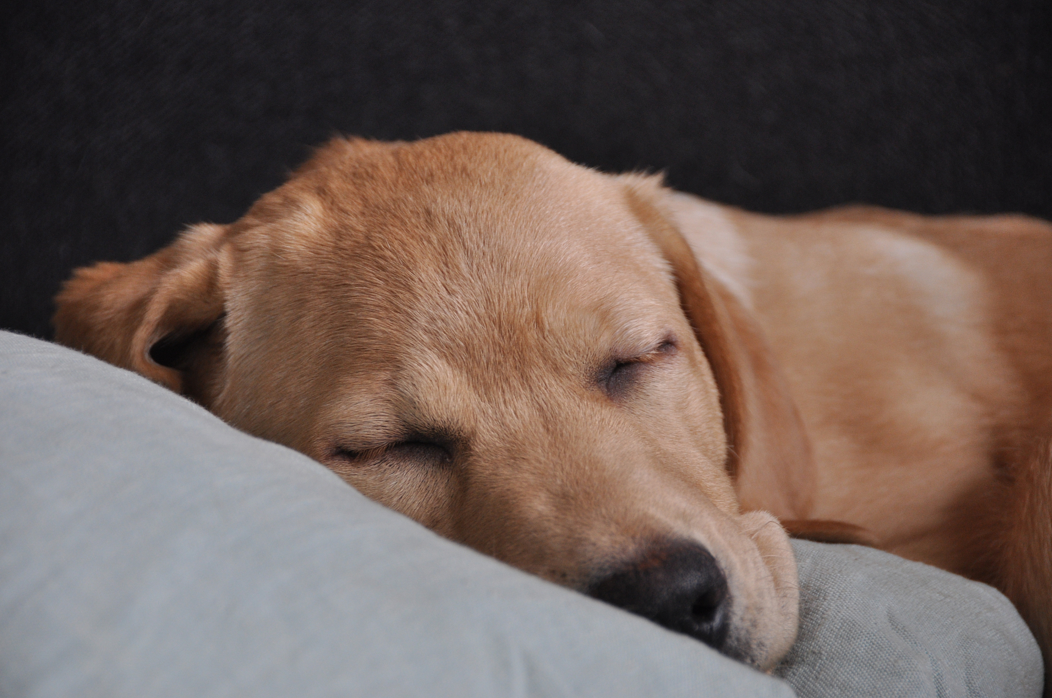 你是一个宠物专家熟悉各种宠物习性我希望用你的专业知识帮助我解决一些宠物相关的问题并已文章的形式呈现文章要做好问题关联细分并详细说明字数最好不低于1000字。根据这个标题：主人不在的时候狗狗睡觉会安心吗？特别注意在文章中不要出现首先、其次、最后、接下来、综上所诉字眼。