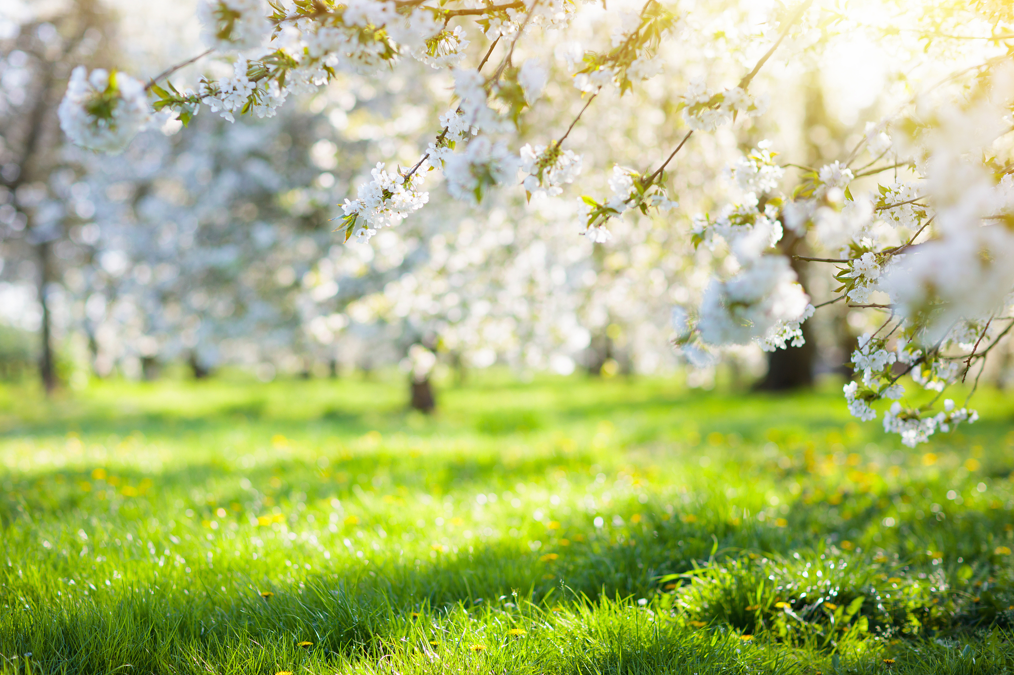 写一篇关于春的作文