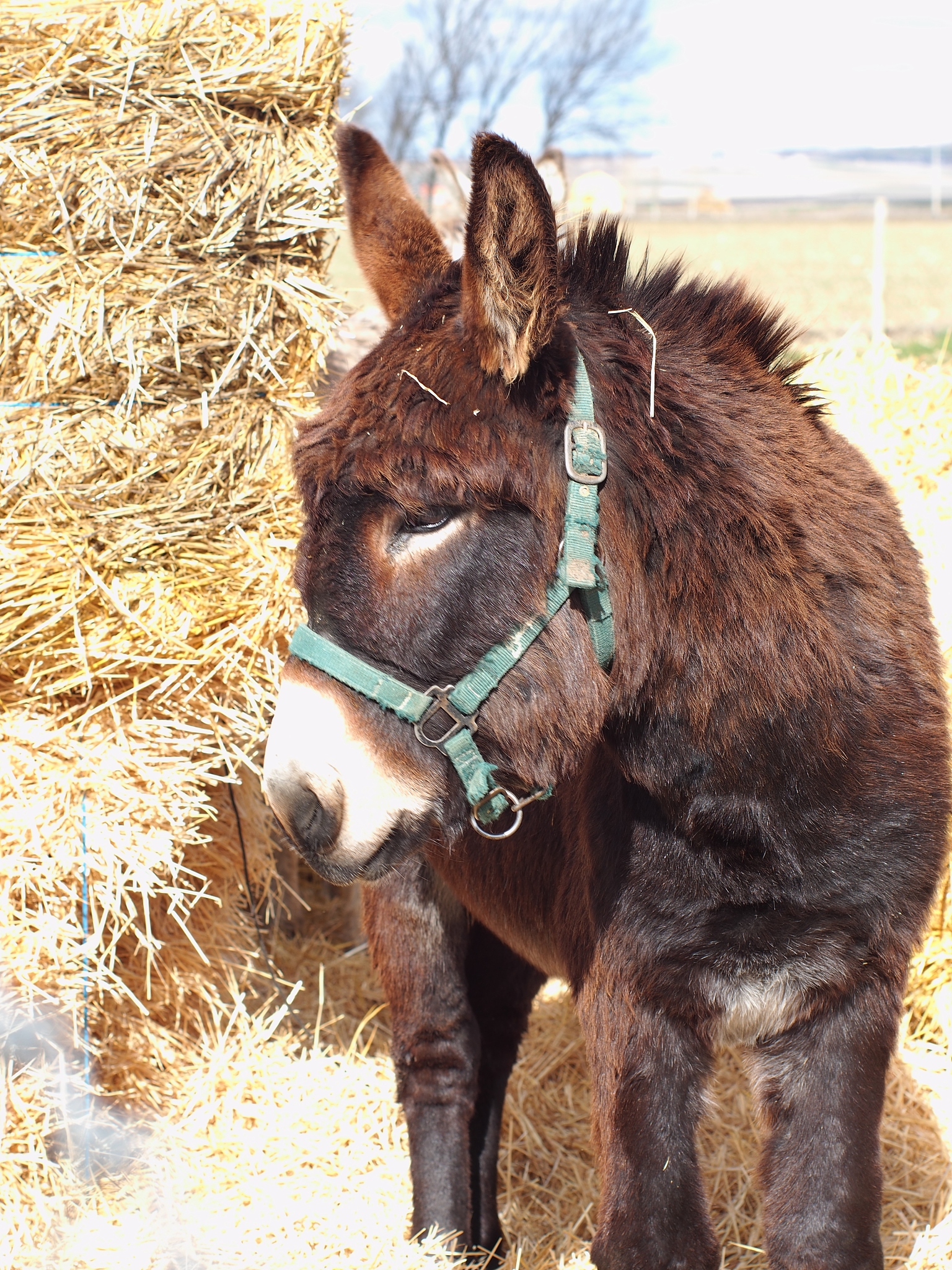 dark brown donkey