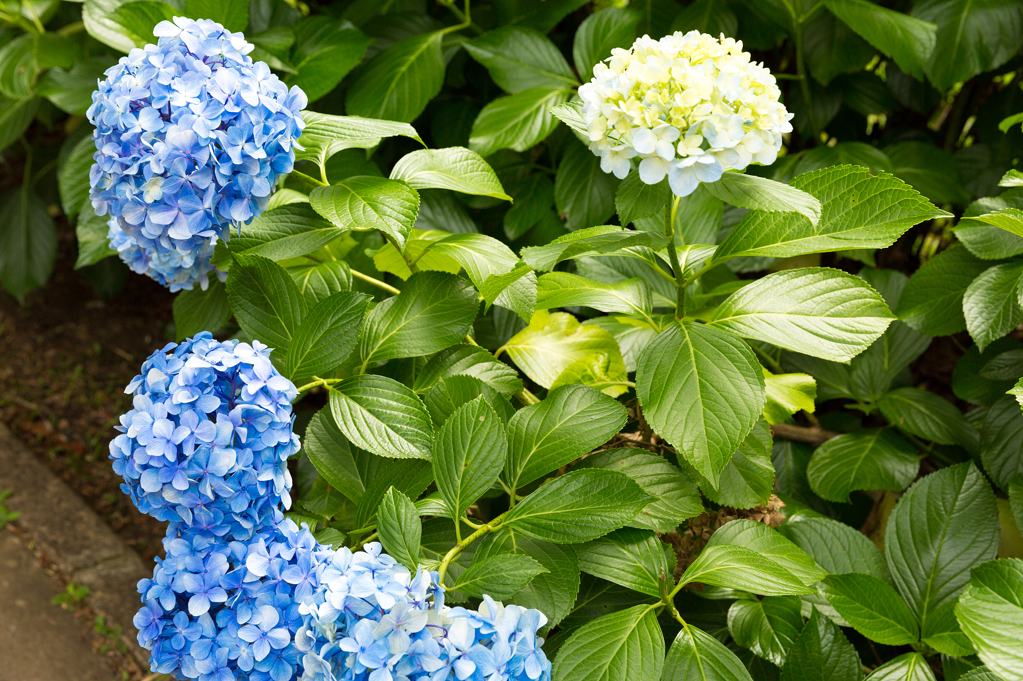 blue hydrangea garden with green leaves in gramado, rio grande d