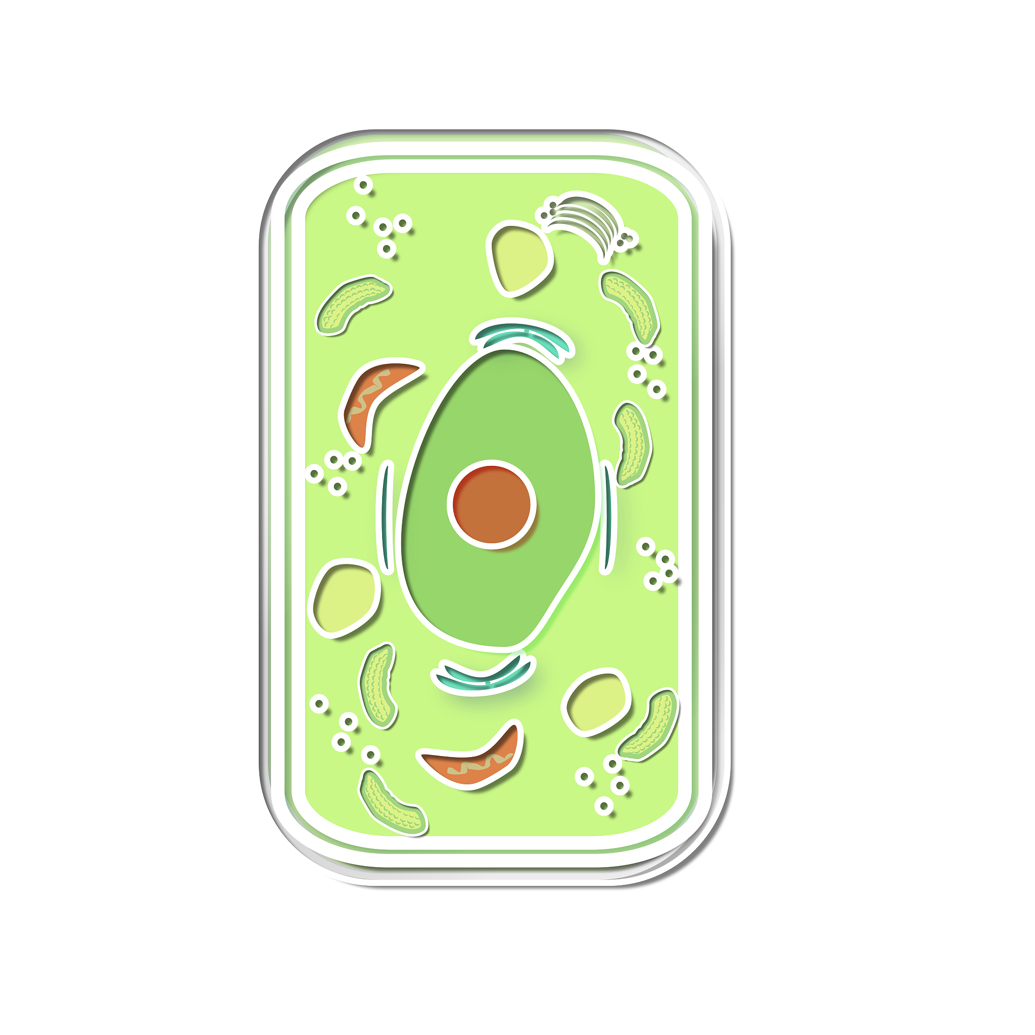 高尔基体：细胞内大分子定向运输的中心枢纽