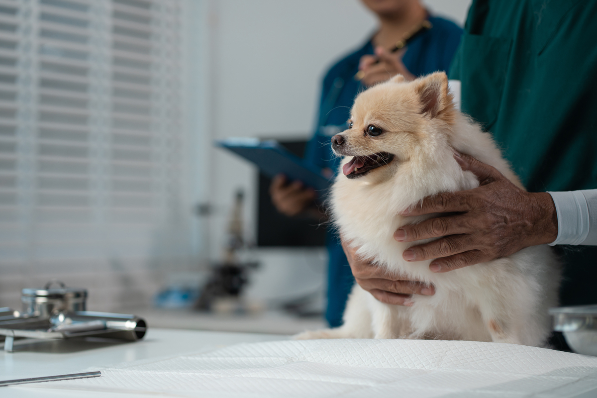 黑龙江生物科技职业学院动物医学专业专业怎么样都要学些什么