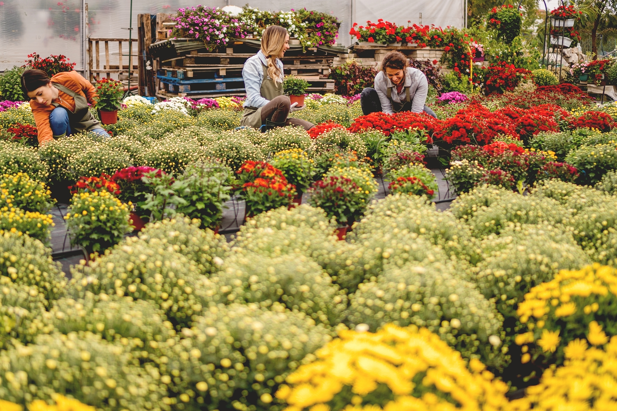 florist working in greenhouse