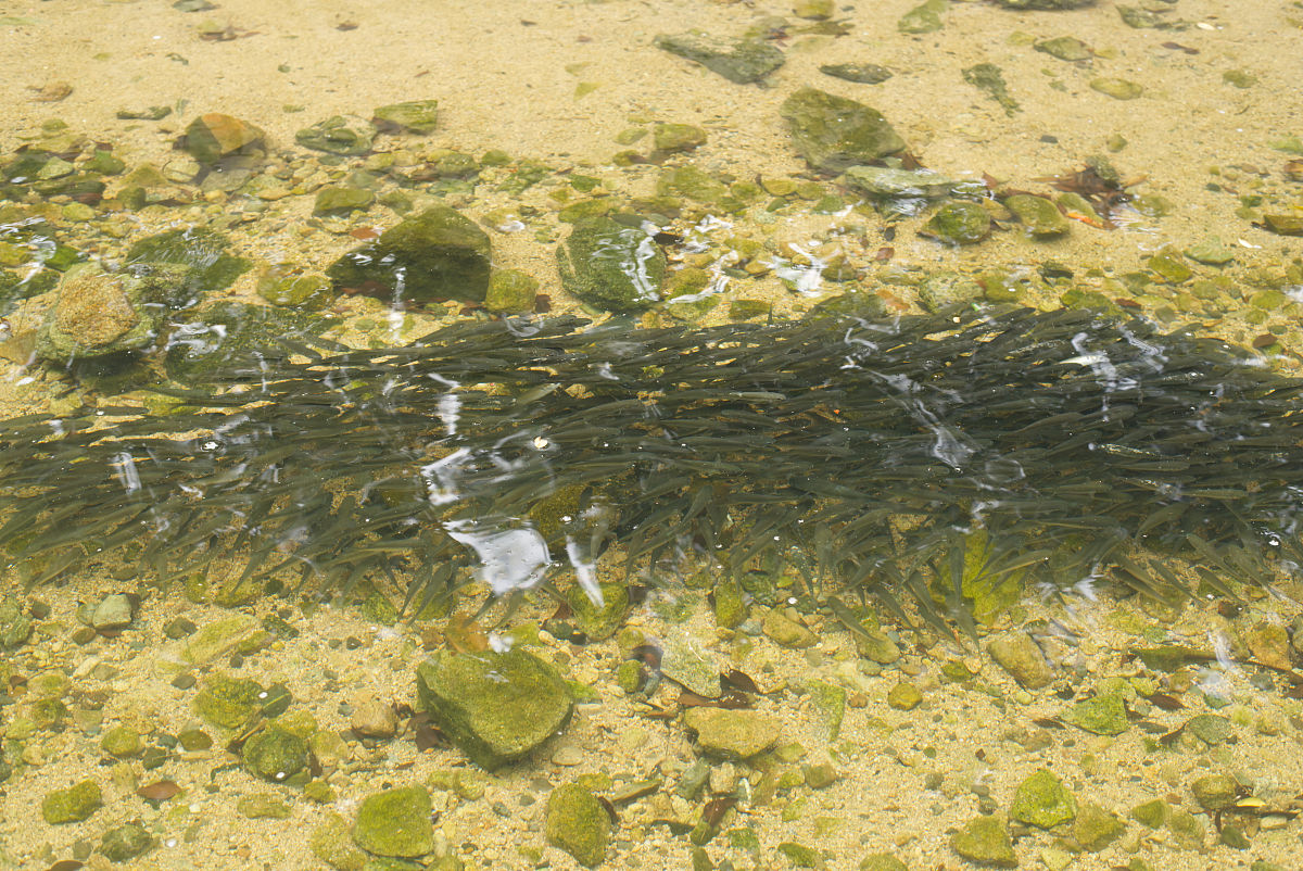 鱼腥藻的适宜ph是多少？