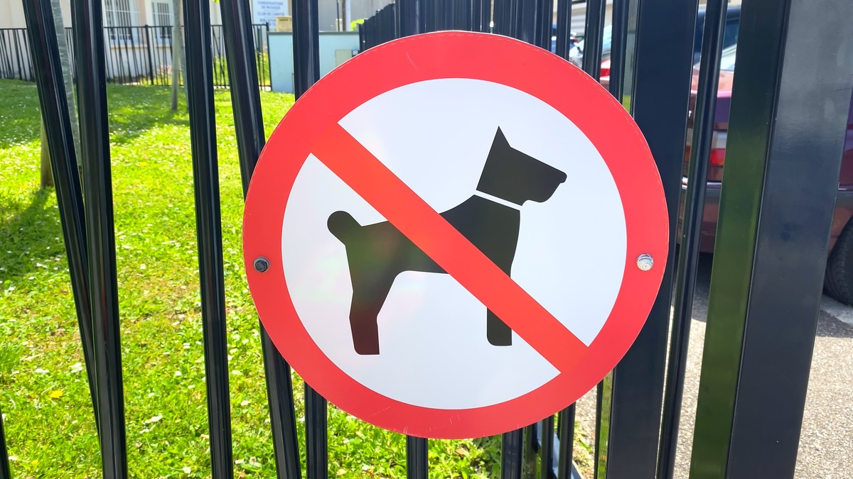 导盲犬禁止入内：为什么是给人类看的？