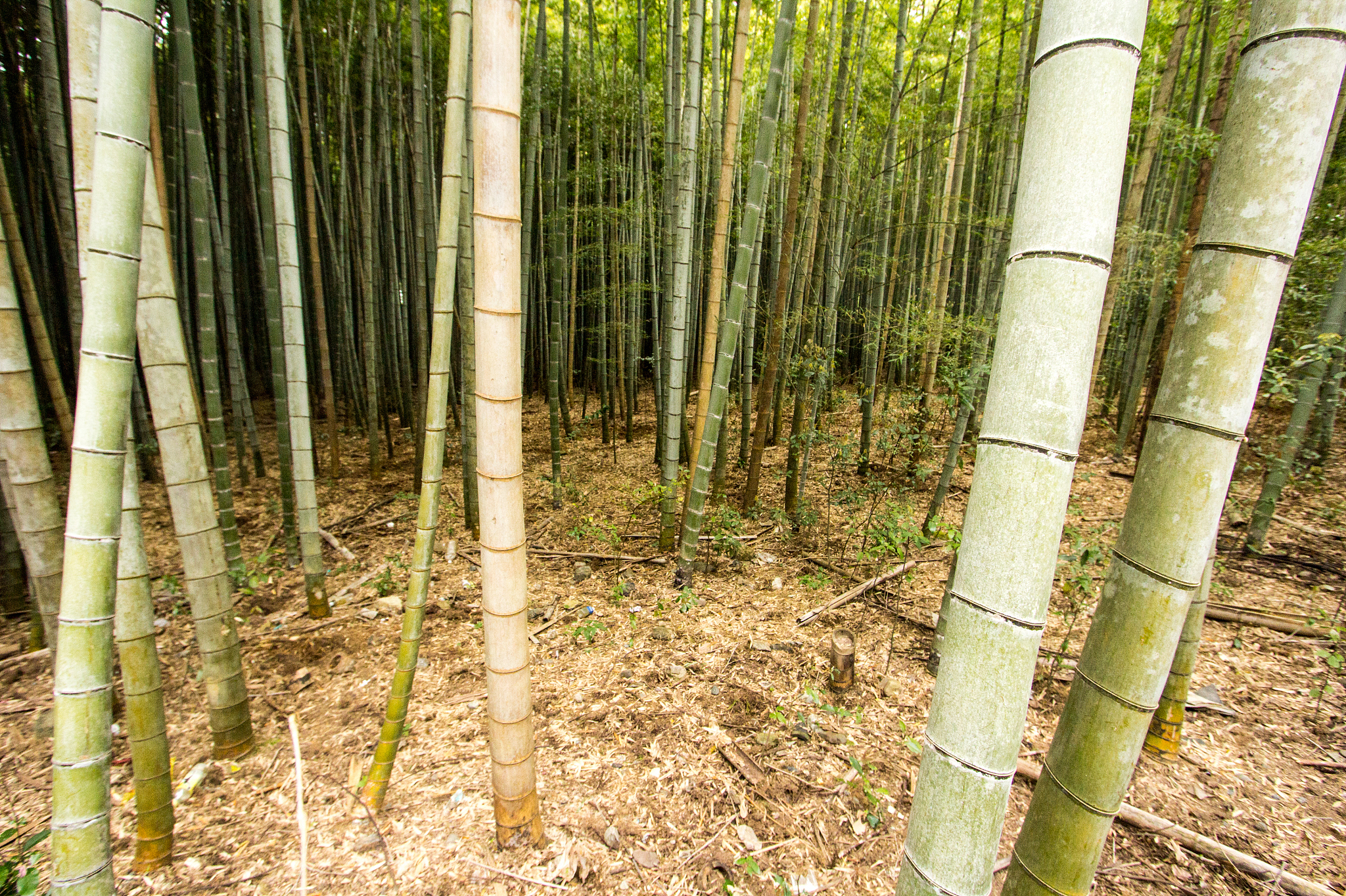 bamboo forest in kyoto, japan