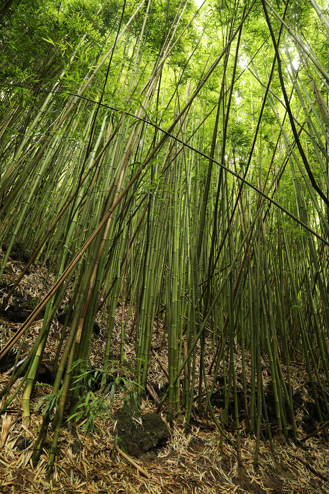 bamboo forest