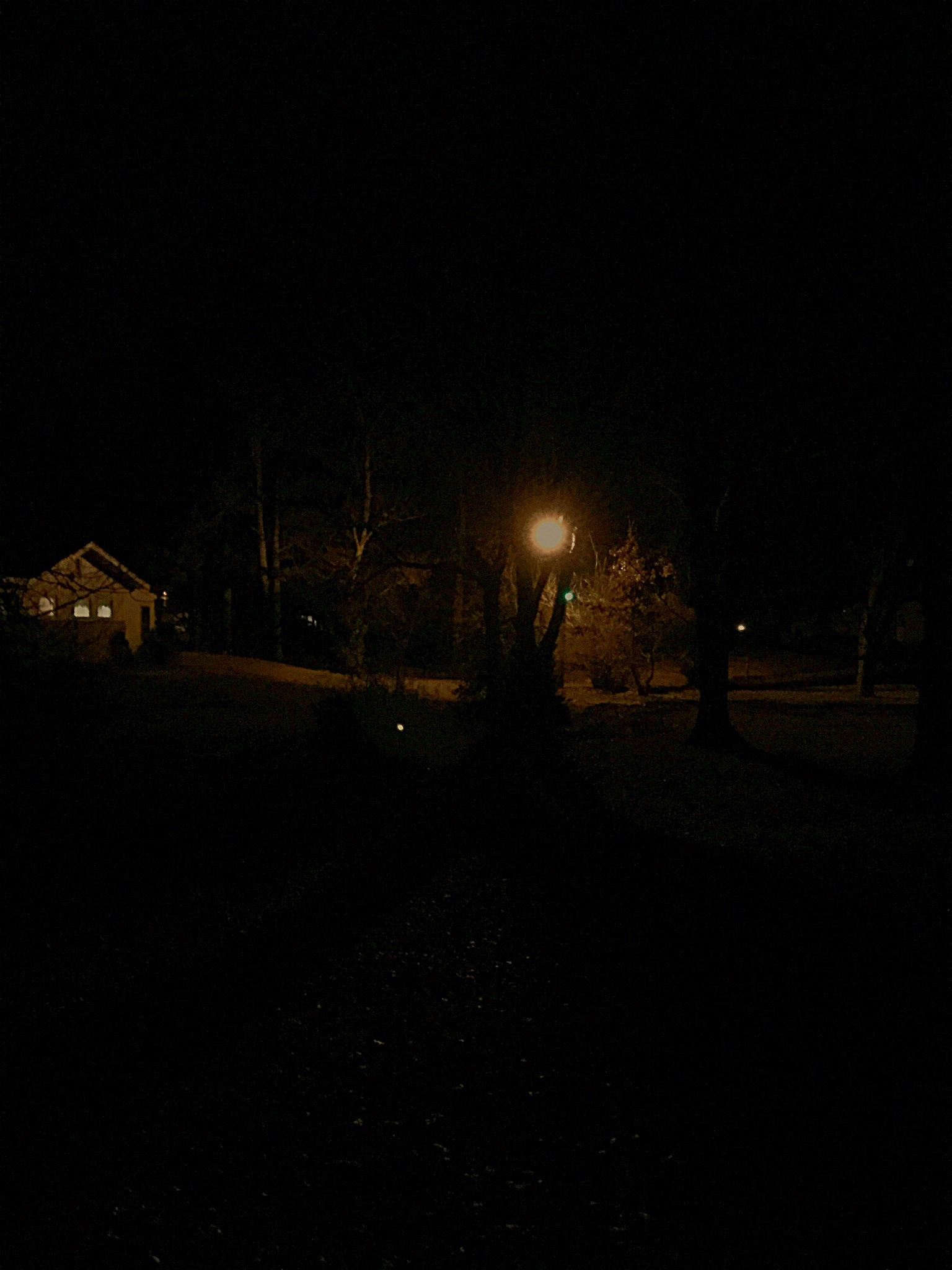 trees and house at night