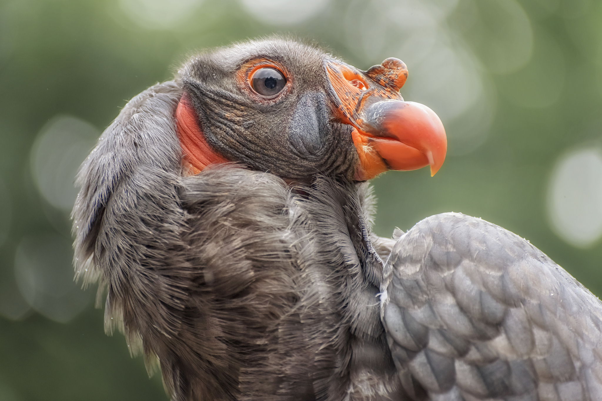 california condor, a significant bird to many california native 