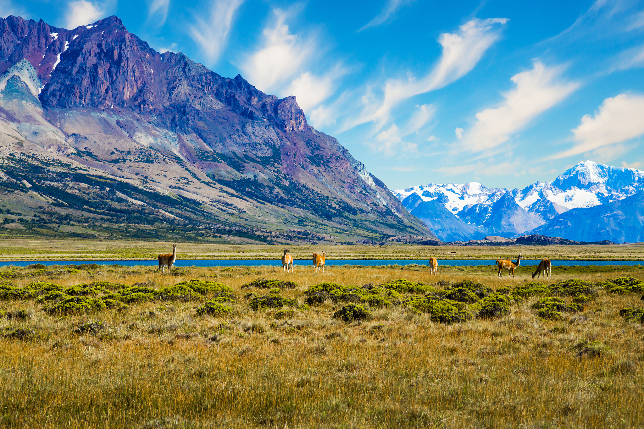 patagonia. small herd of guanaco