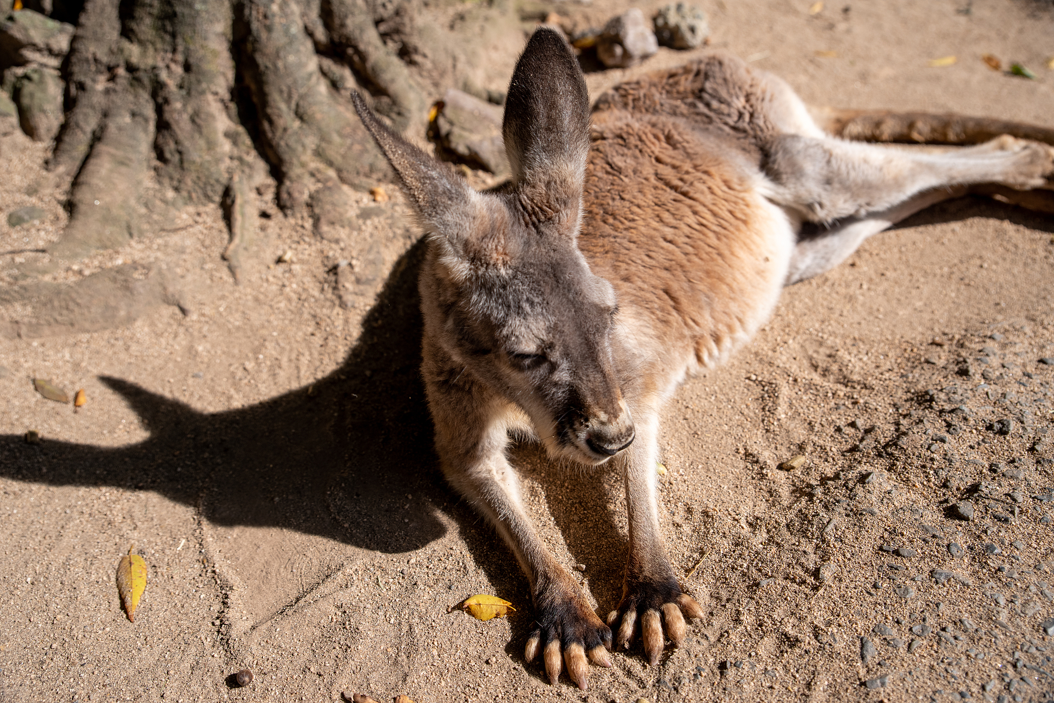 袋鼠尾巴的作用壮阳，