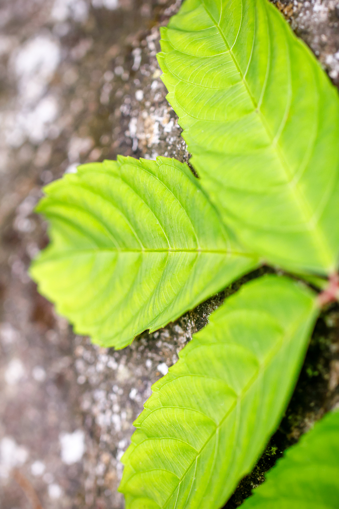green leaf the tropical forest plant,on morning light background