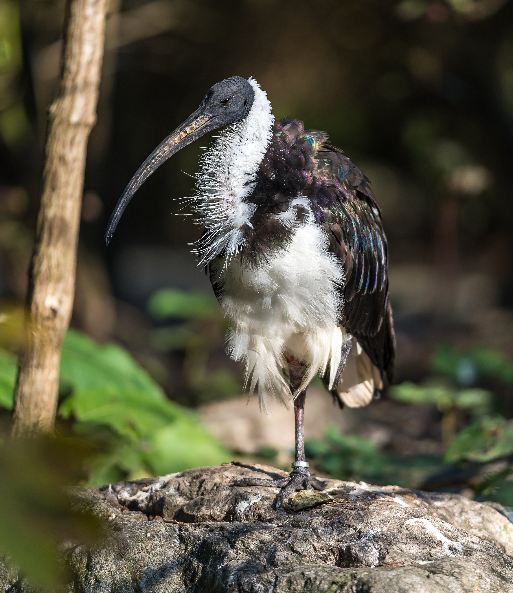 资从岂待周指什么动物回答+拓展