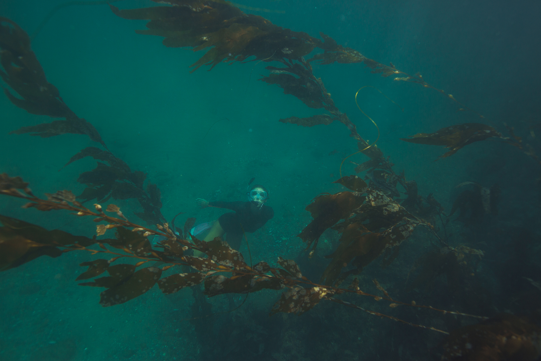 undersea life