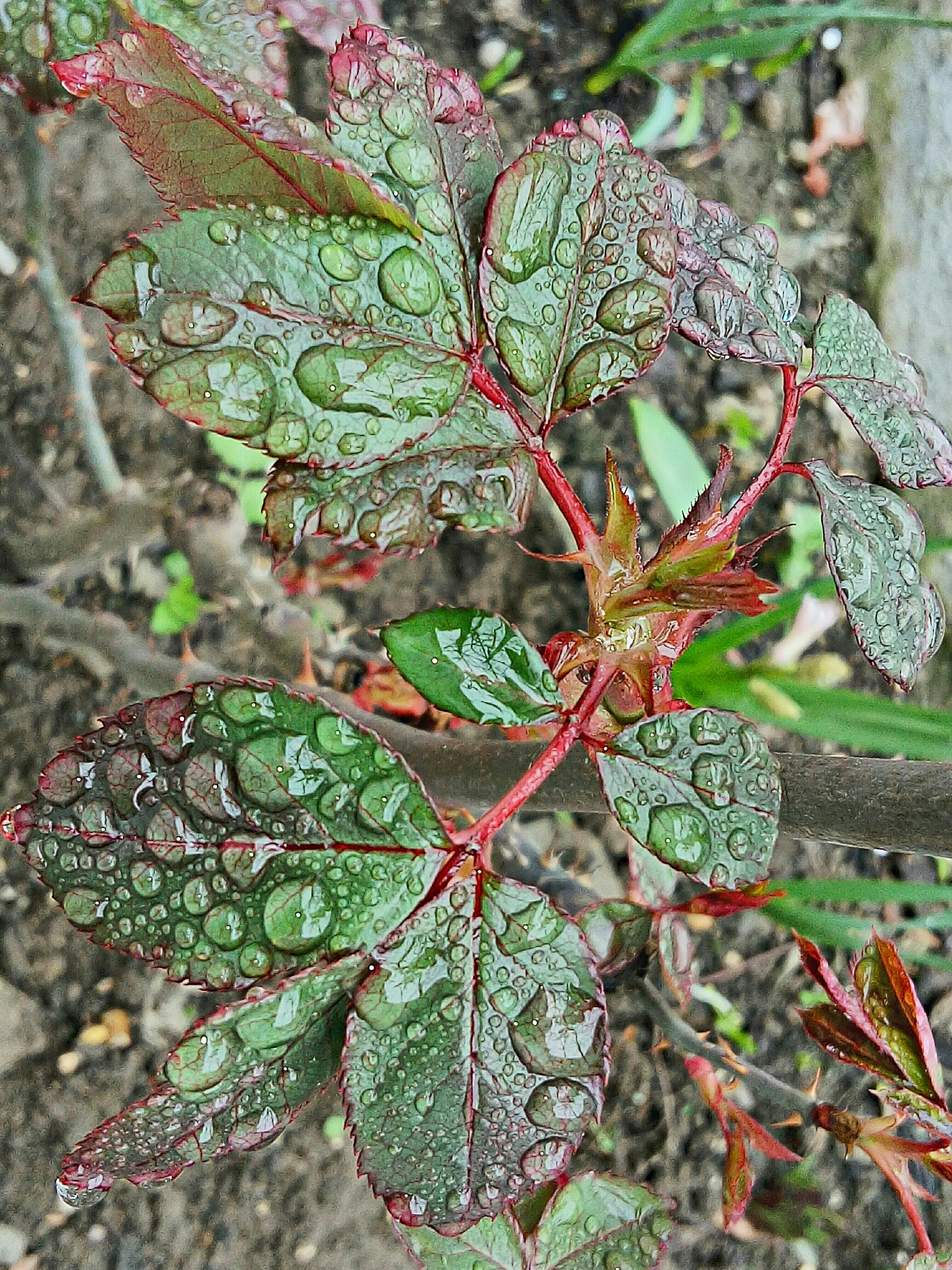 Jimei University Expert Explores New Pyropia haitanensis Conchocelis Varieties for Enhanced Laver Cultivation
