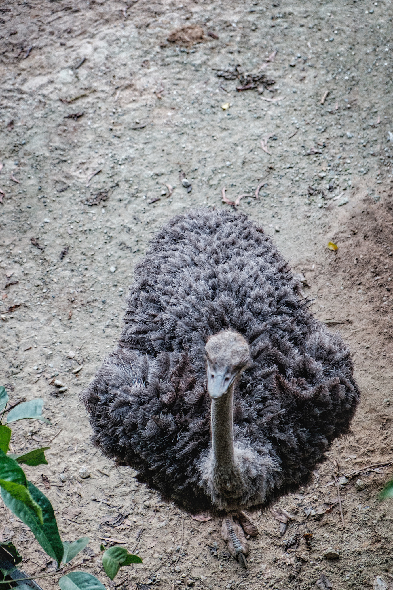 以不会飞的鸟为主题写一篇50字的童谣