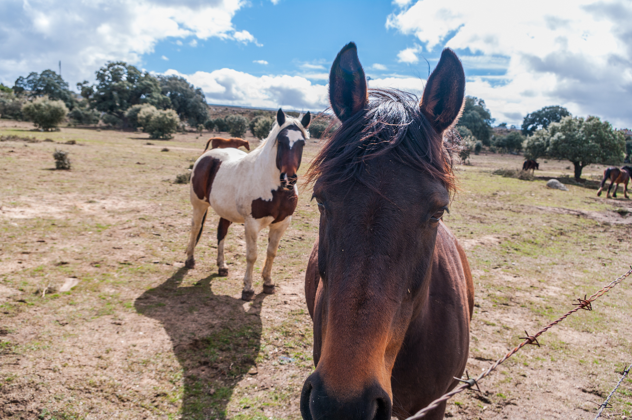 horses on a pasture in spring
