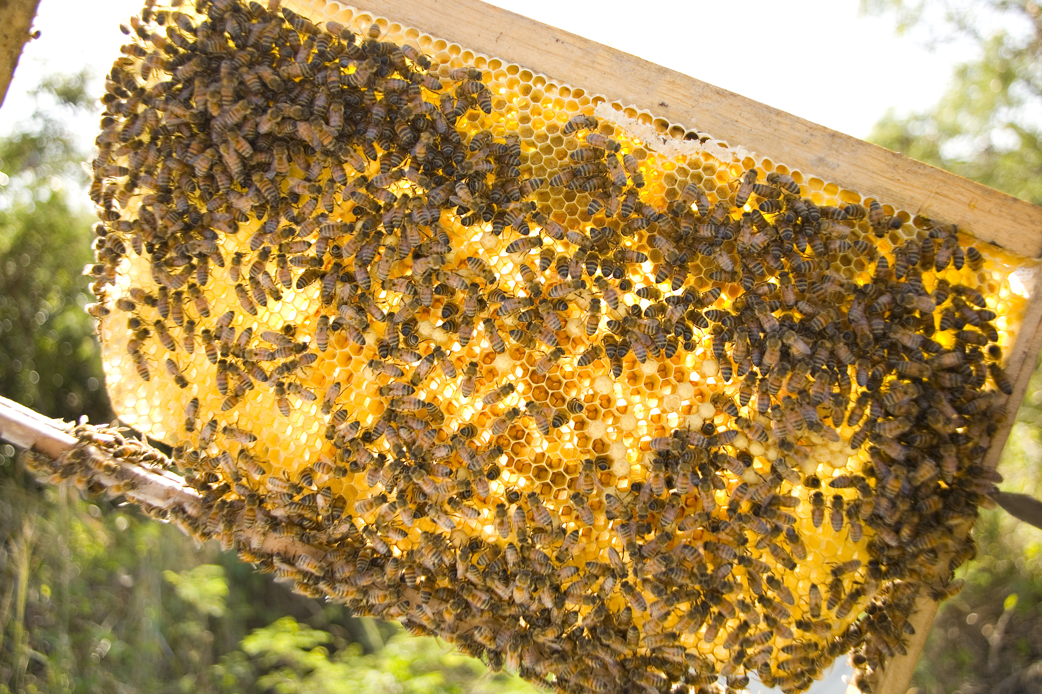 hundreds of bees on honey comb