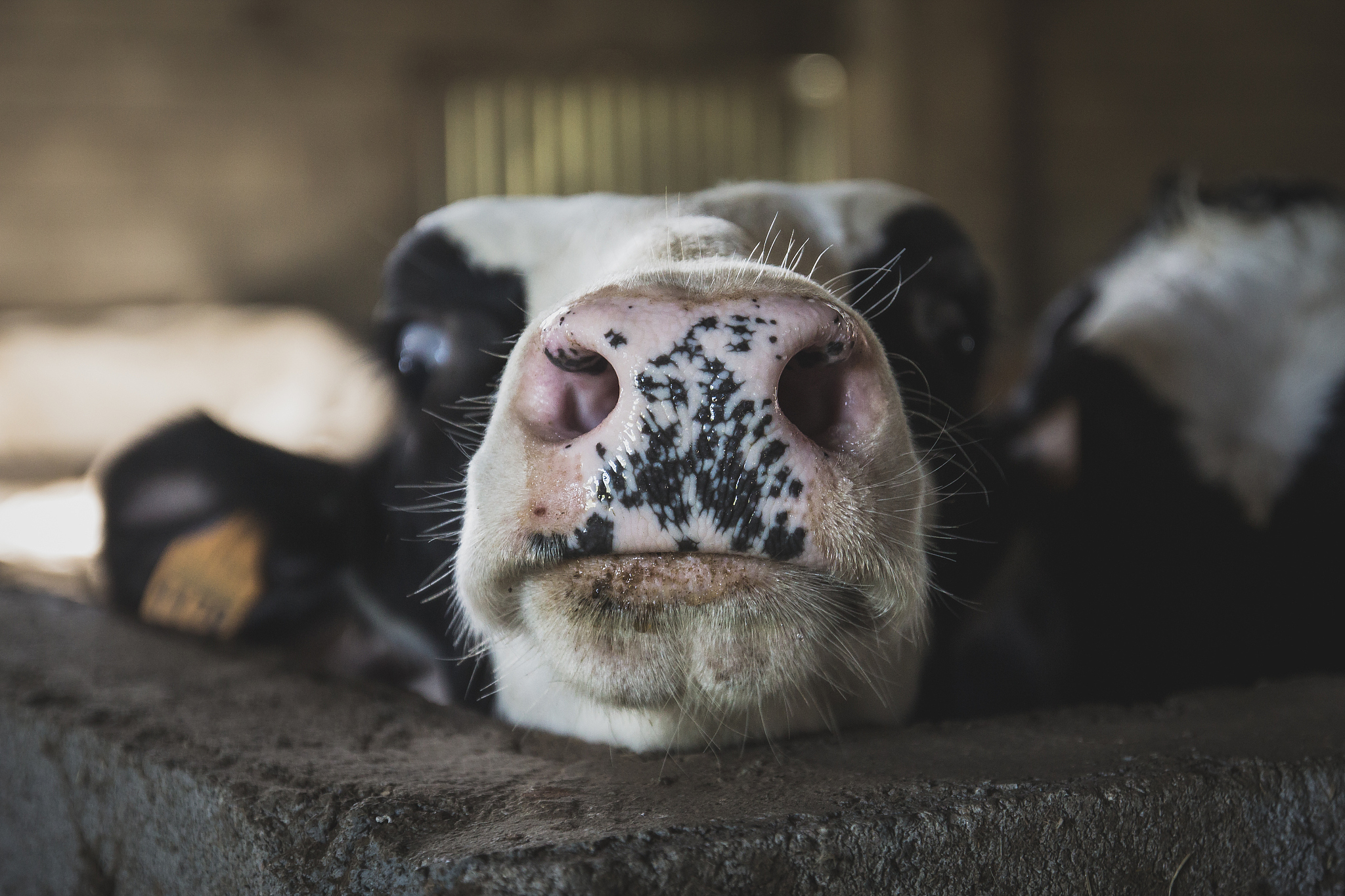 牛批大了是谁干的？搞笑段子揭晓答案！