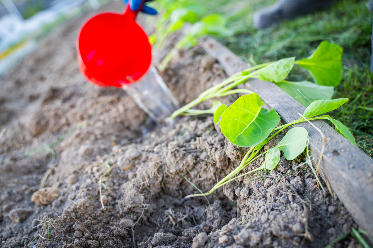 Comparison for the three methods of quantifying optimal planting density润色上面的句子