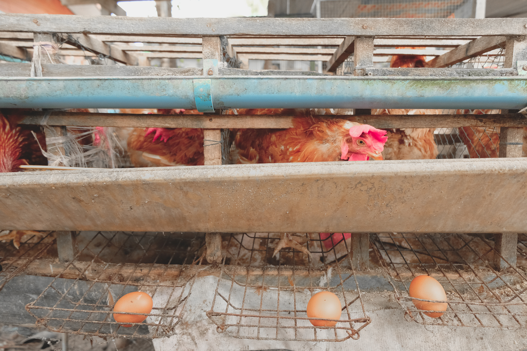 150000个鸡一个季度下蛋多少吨正常 用200描述