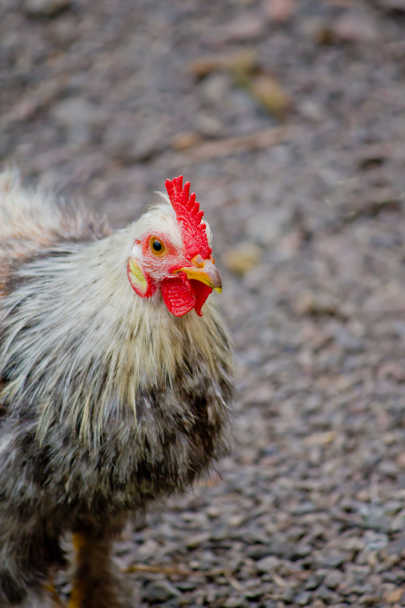 chicken