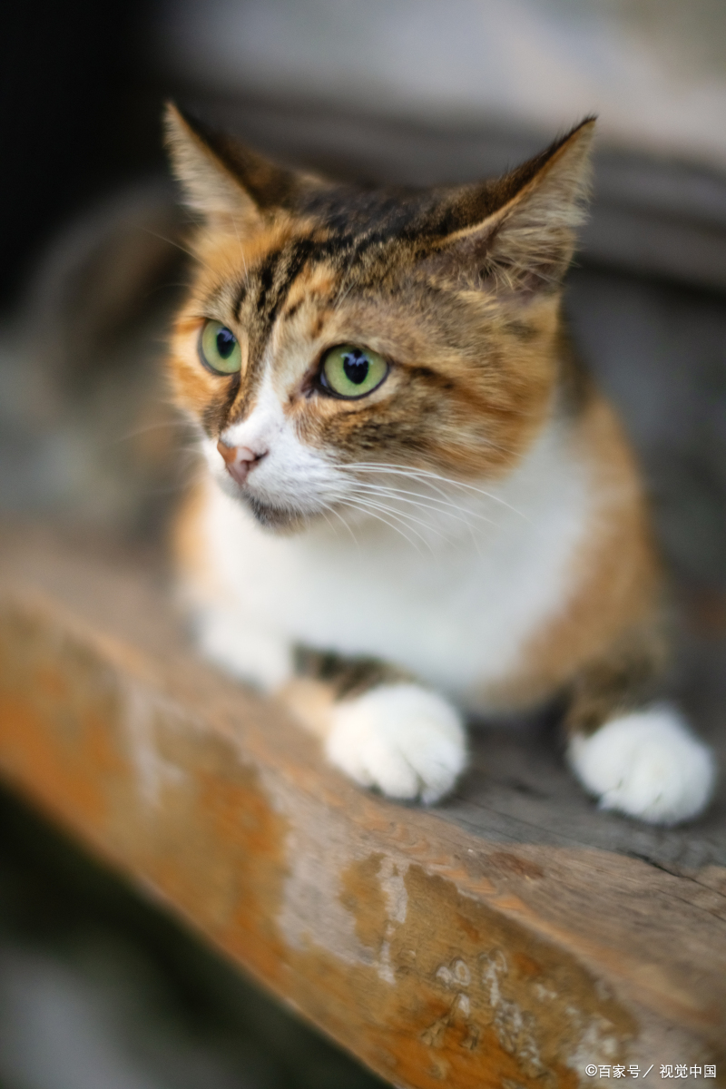 猫咪一直睡觉是正常吗