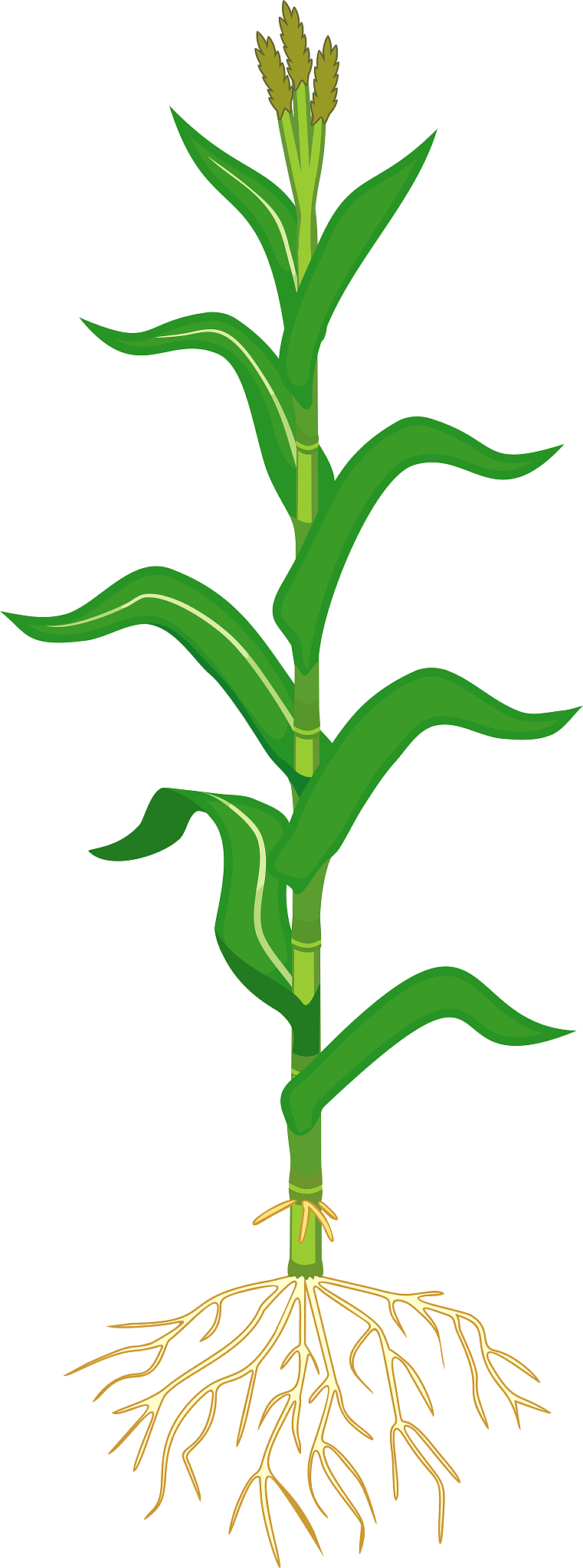 玉米田垂直结构：长势相同也存在差异