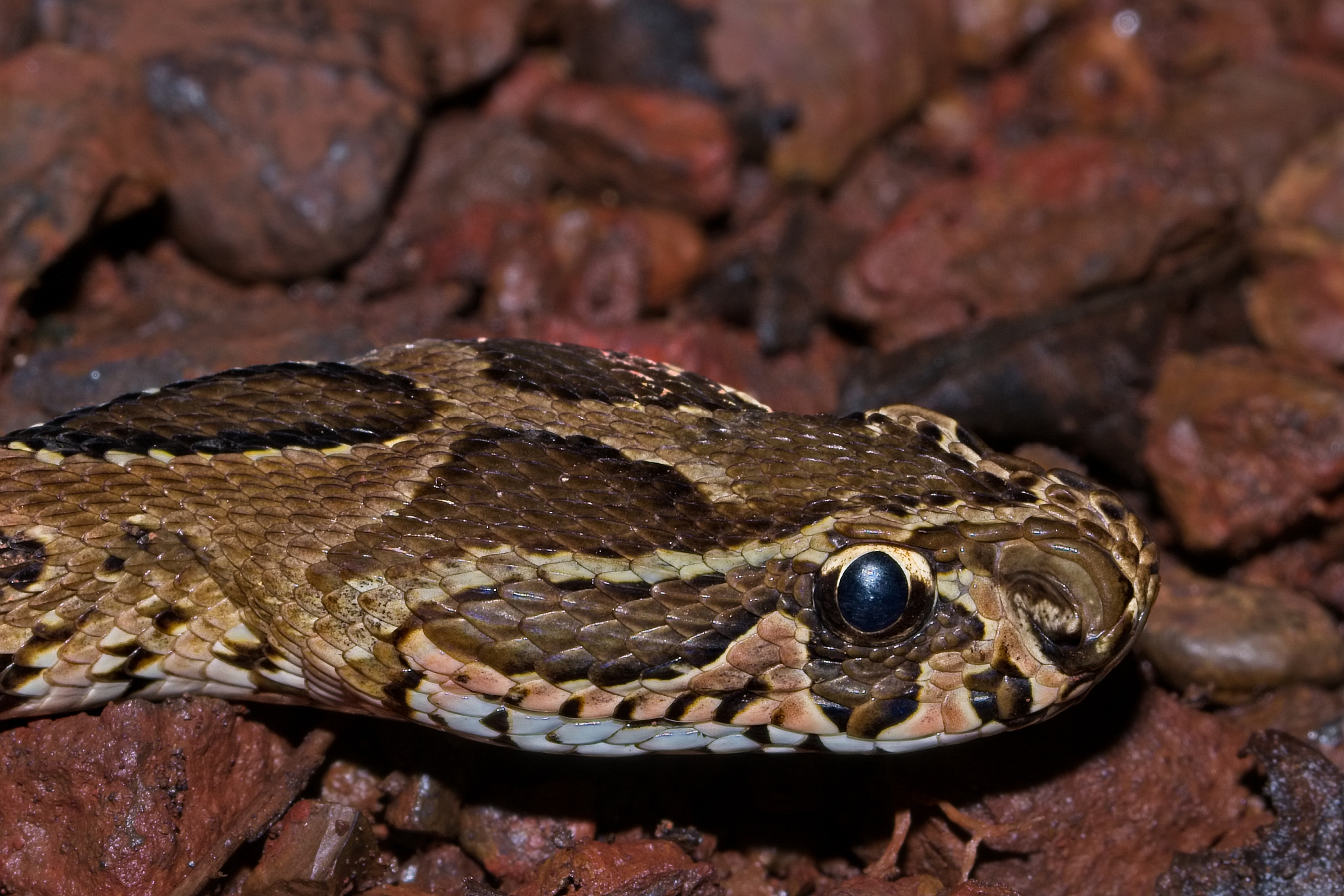 macro photograph of the extremely venomous russells viper