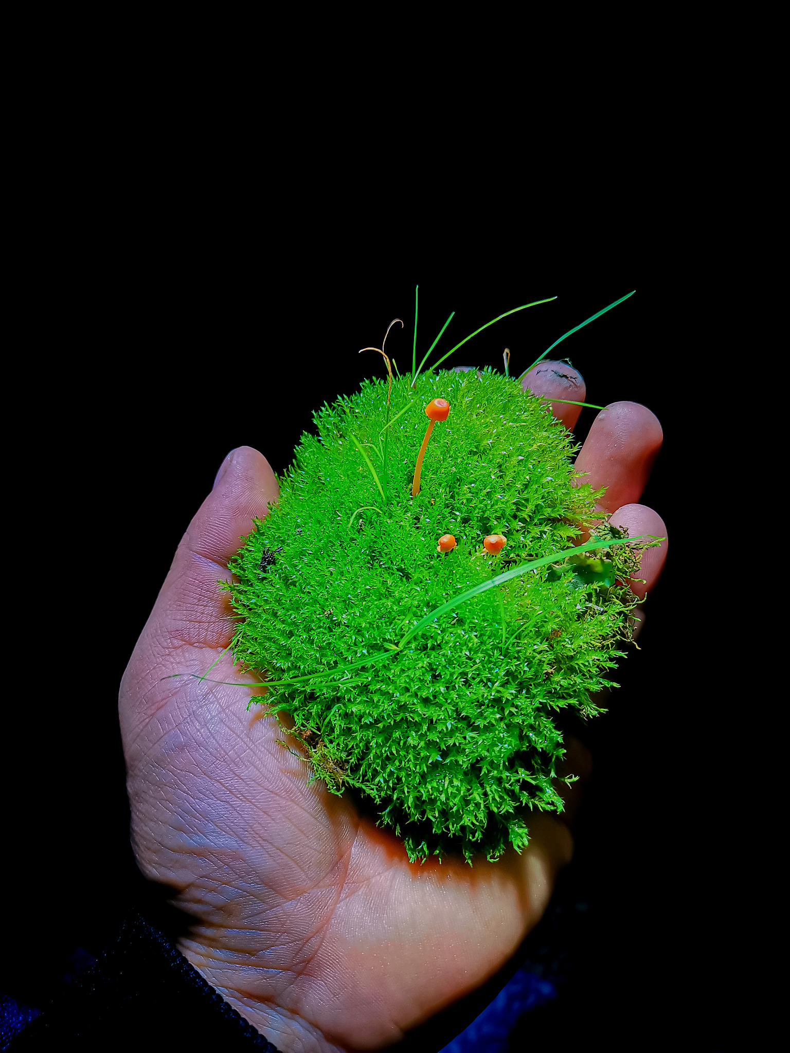 高中科创项目：车内苔藓植物培养实验的启示