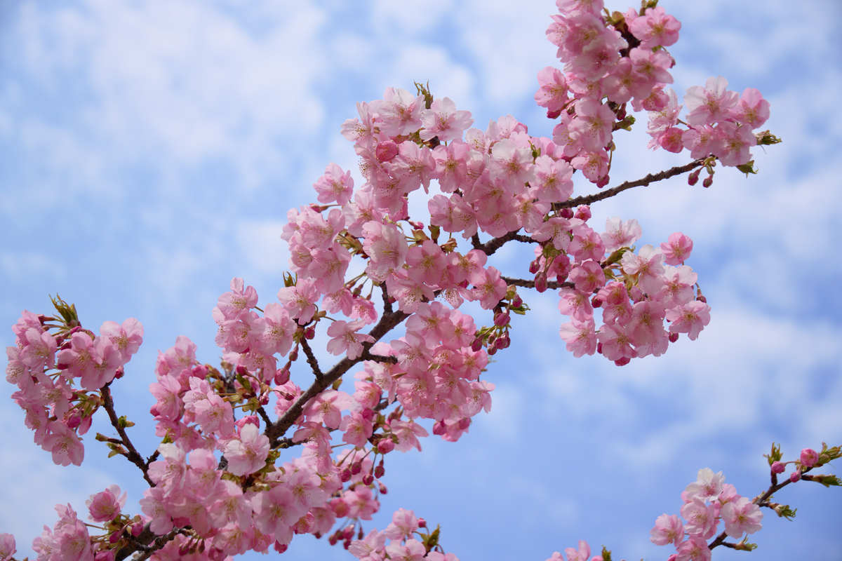 校园里的海棠花：春天里的一抹粉红