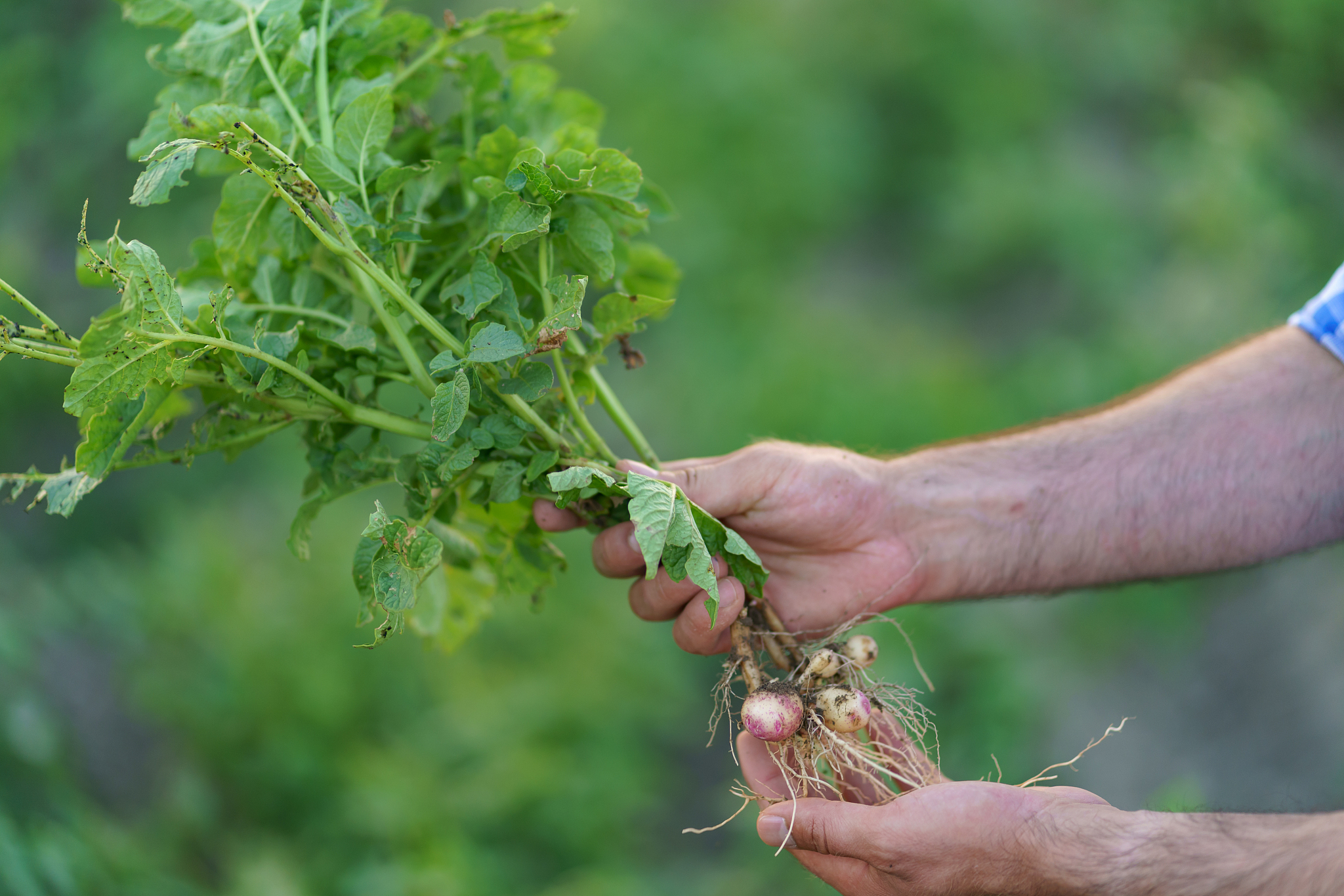 man farmer holding potatoes plants in hands