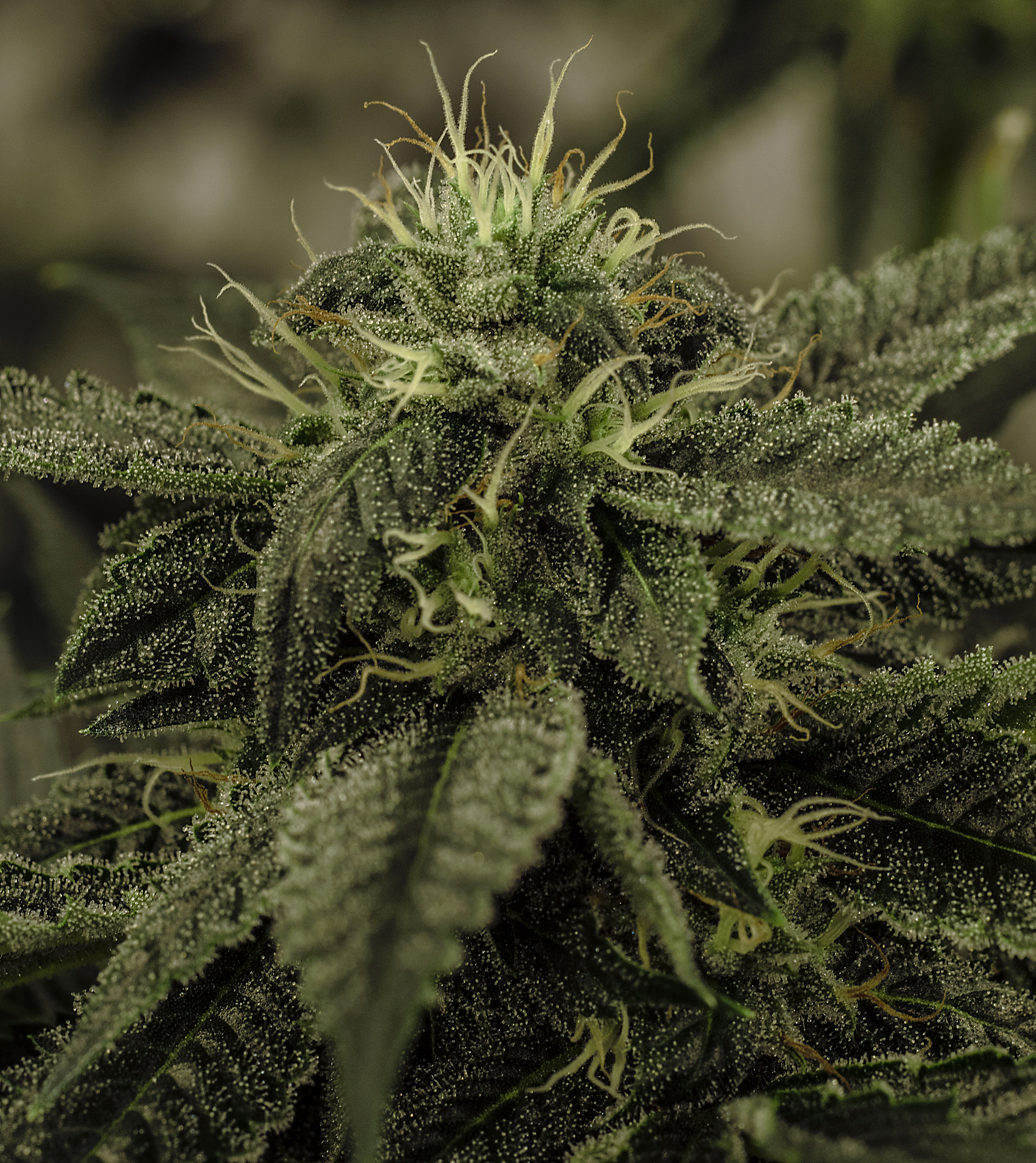 live cannabis macro bud shot