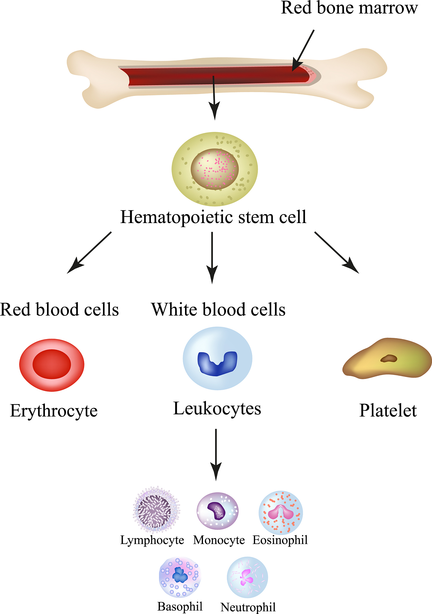 中性粒细胞数目偏低的原因有哪些