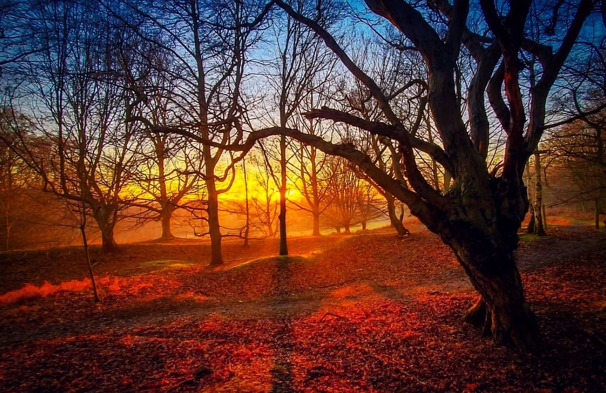 秋天的赞美：金色的诗篇，丰收的喜悦