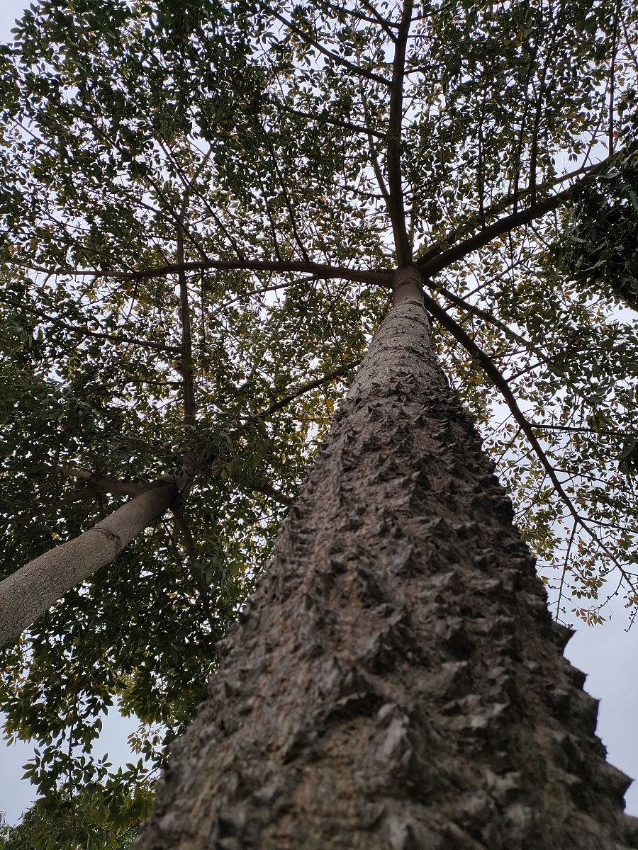 古树名木资料汇编大纲