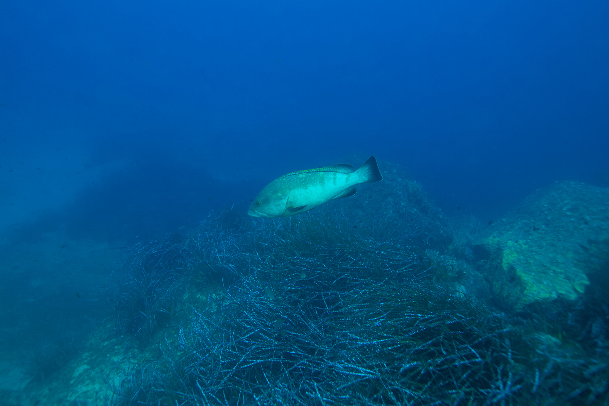 grouper-epinephelus marginatus