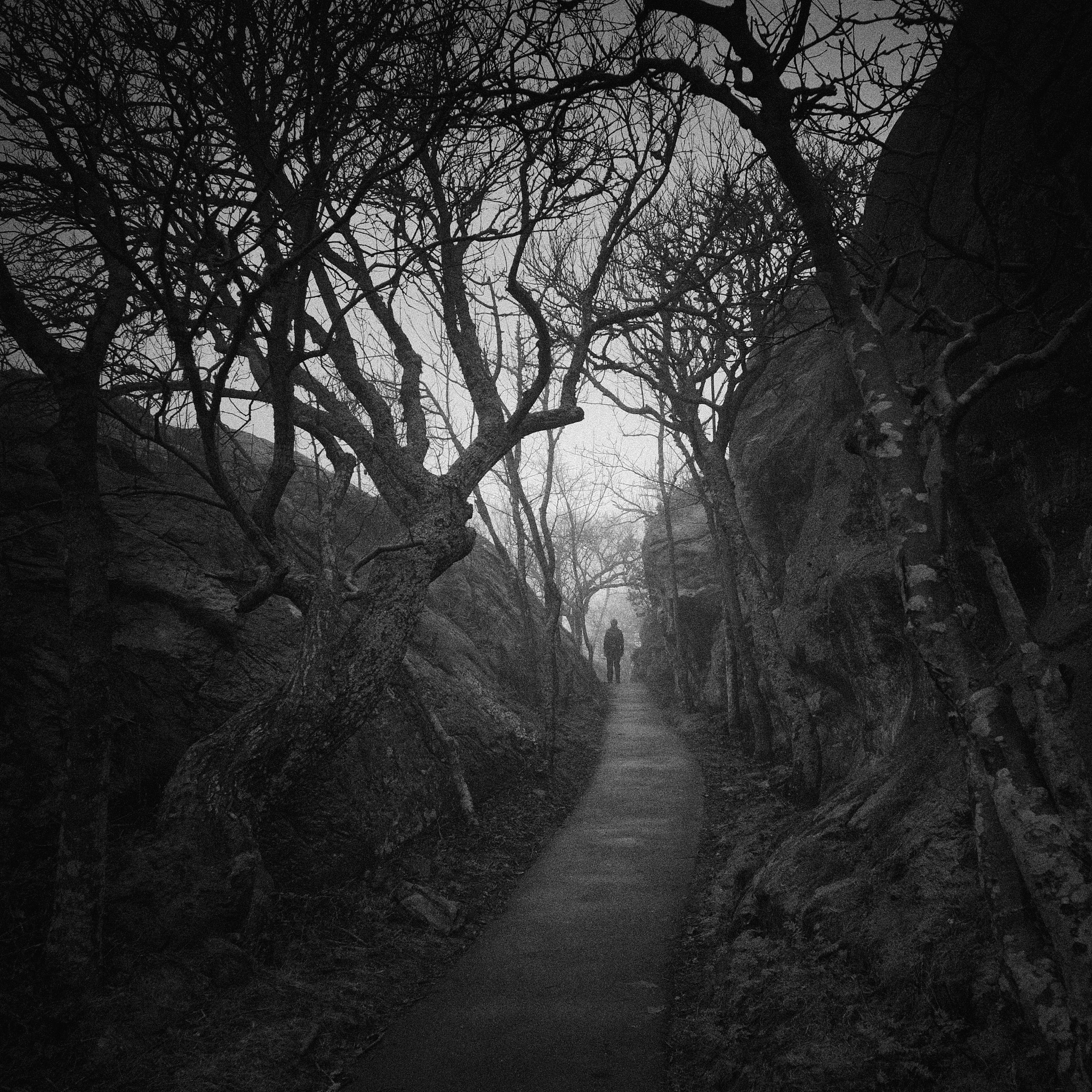 幽暗迷雾小路：通往未知恐怖的路径