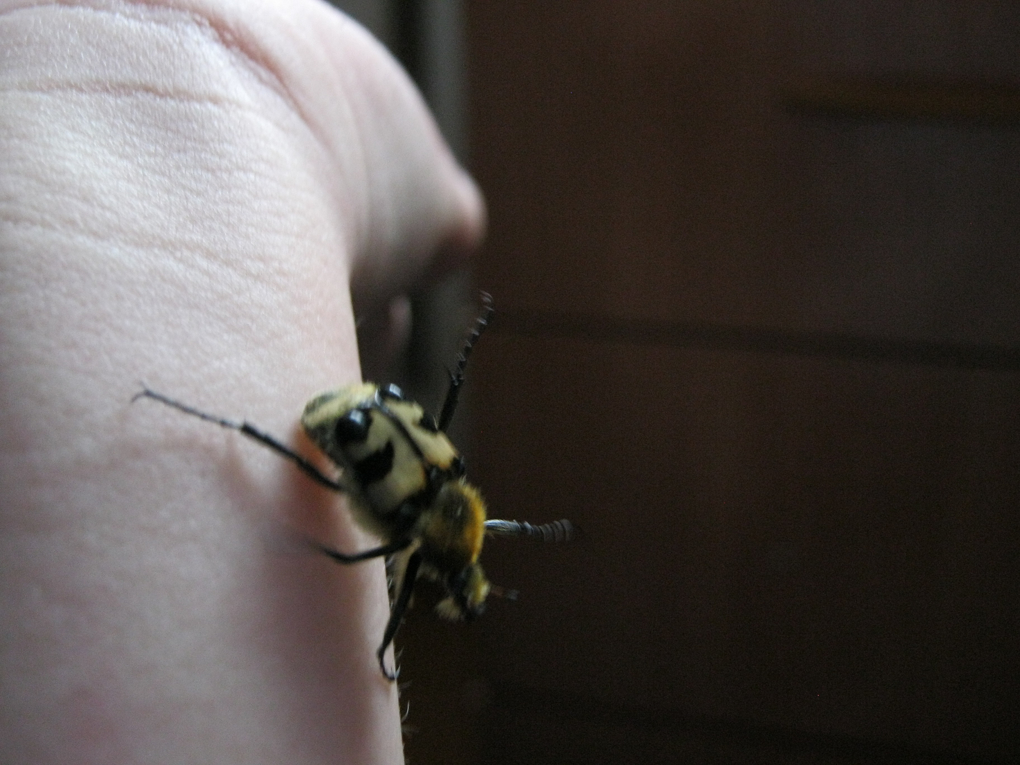 bee beetle, beetle falling down from hands