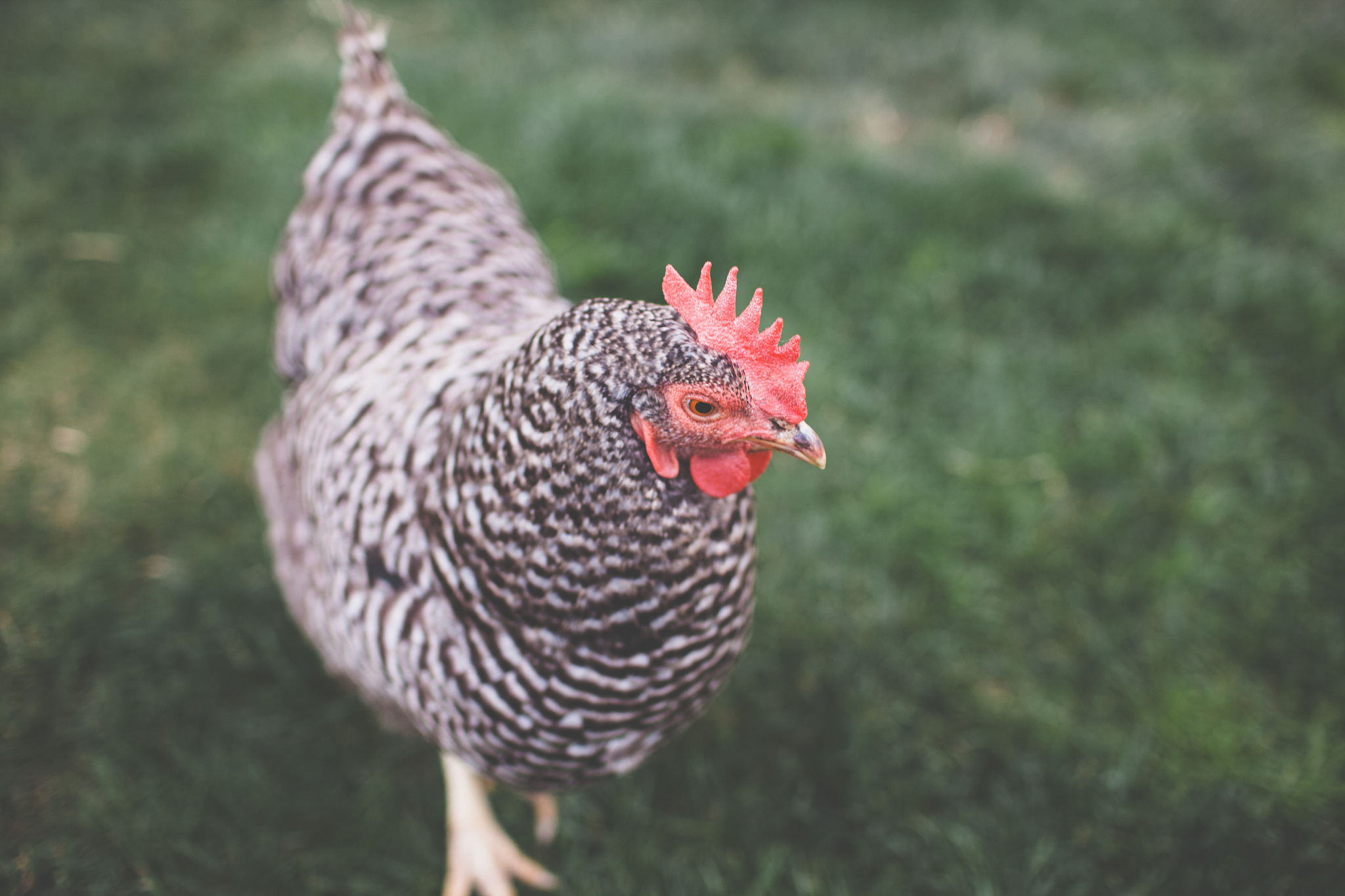chicken