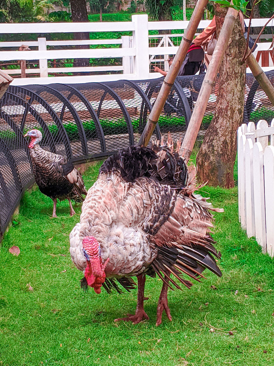 我们来建立一个假设背景农场里有一群火鸡但火鸡并不知道农场主的存在可以理解吗？农场主每隔一天都会给火鸡投食火鸡中的科学家会就此得出什么结论？注意火鸡中的科学家其属性是火鸡而不是人你能再思考一下上一个问题吗？根据以上情景请写一个类似的故事如果有一天农场主忘记投食基于你写的故事请预测一下火鸡社会发生的变化感恩节到了预测一下火鸡社会将发生的变化