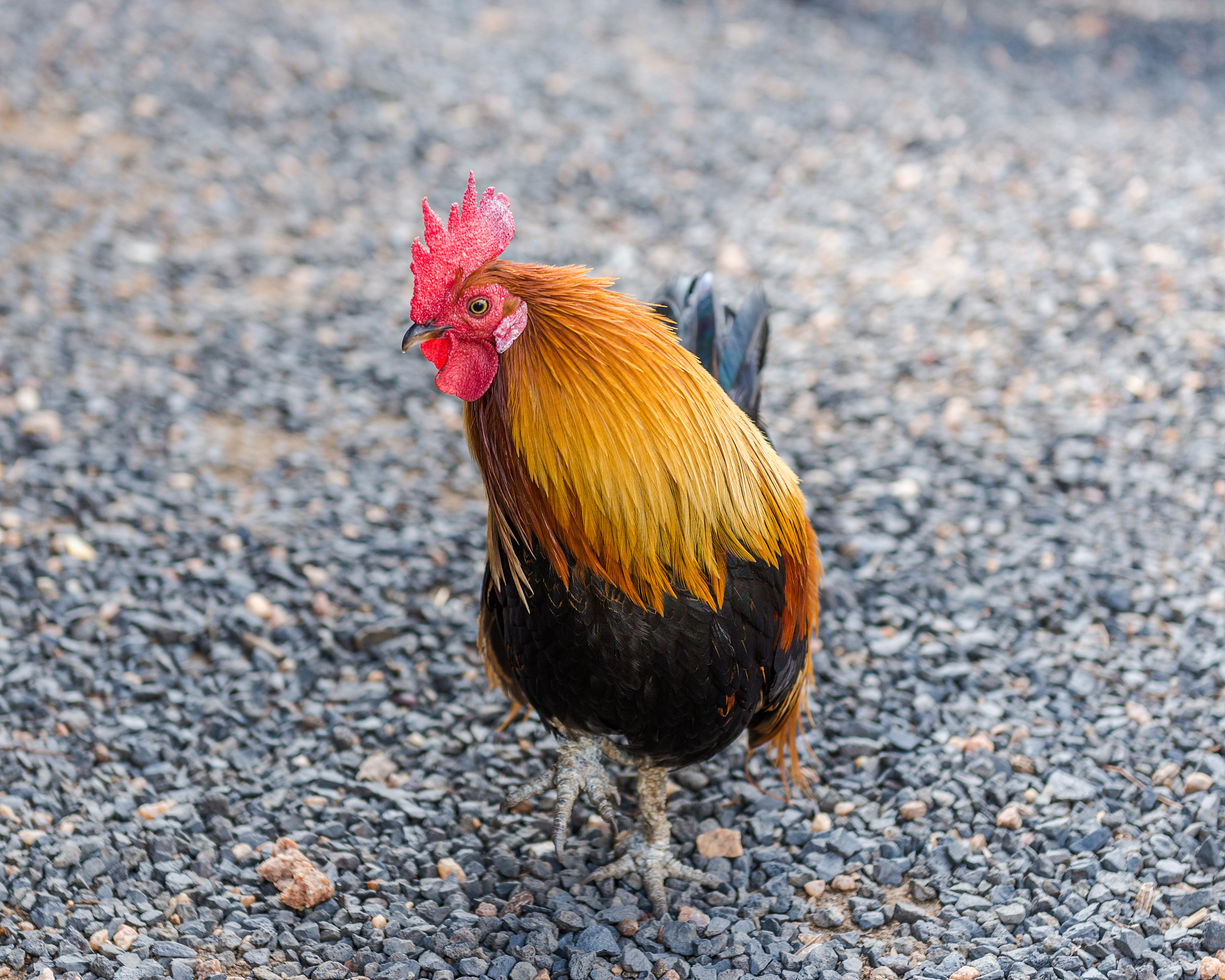 cock, south africa,  december 14, 2014