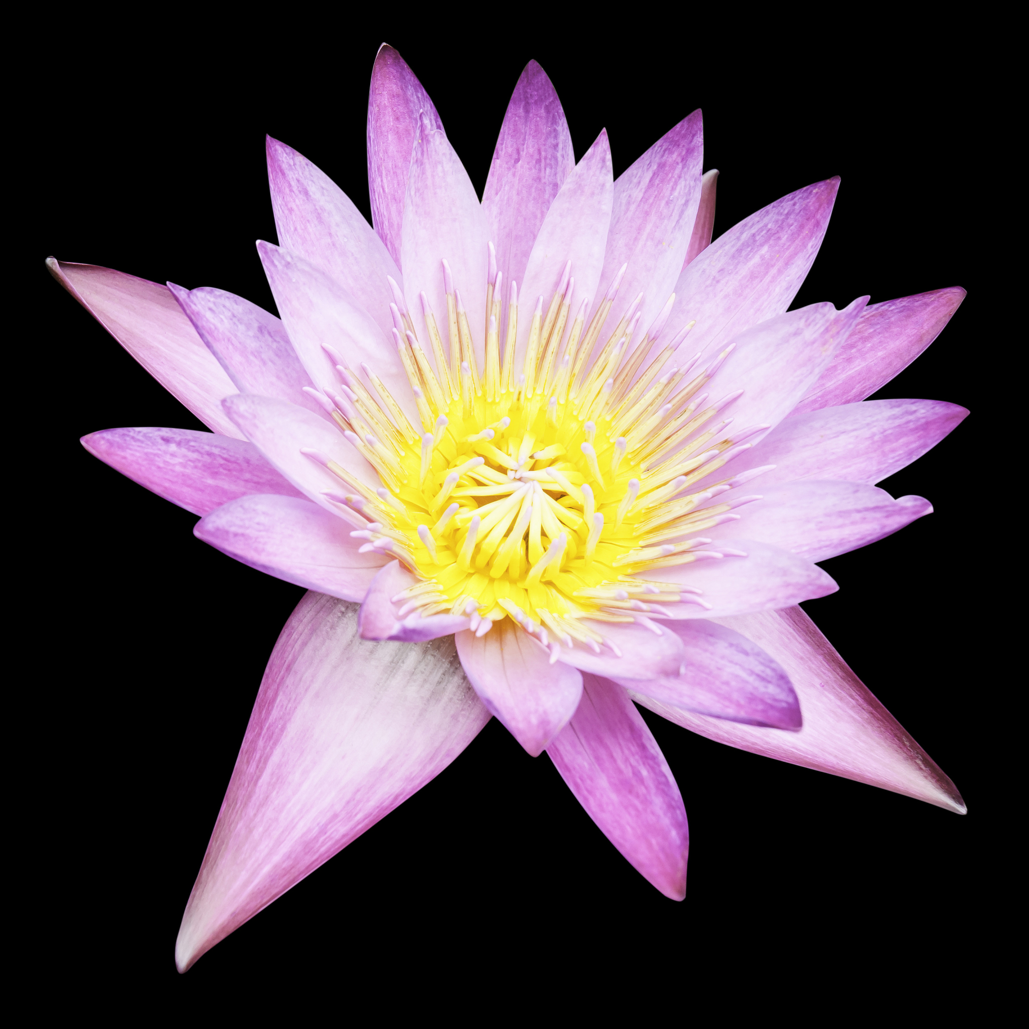 R语言ggplot2绘制鸢尾花数据集的分面图