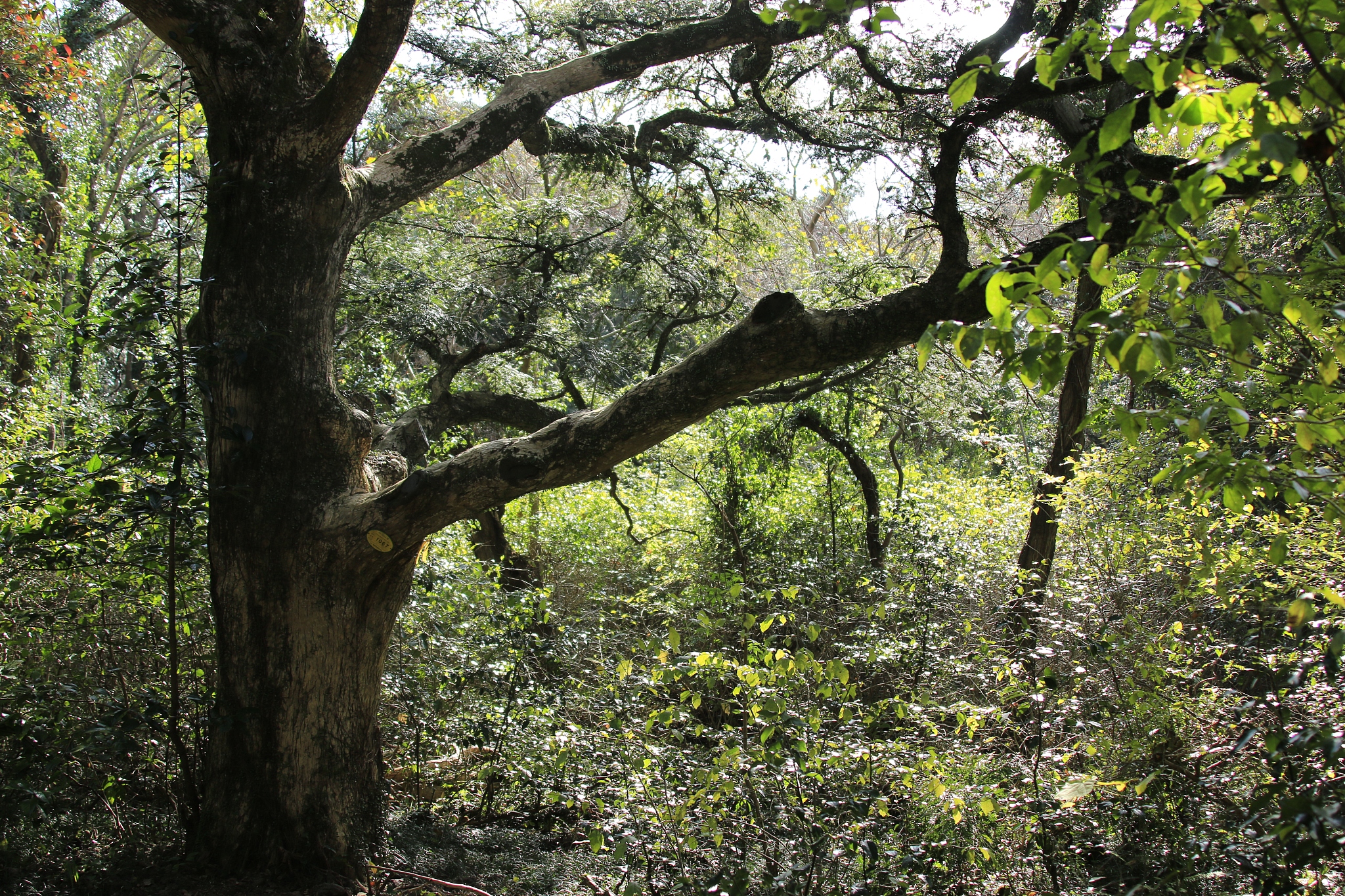 visa forest, forest, promenade, pitonchid,