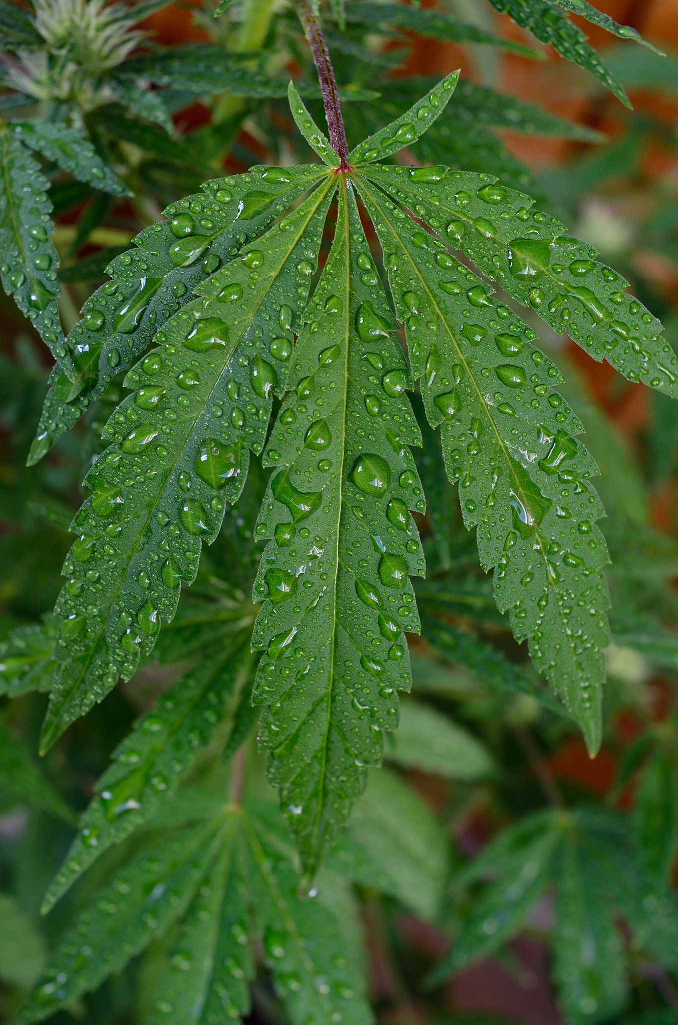 dew drops on young, green cannabis leaves