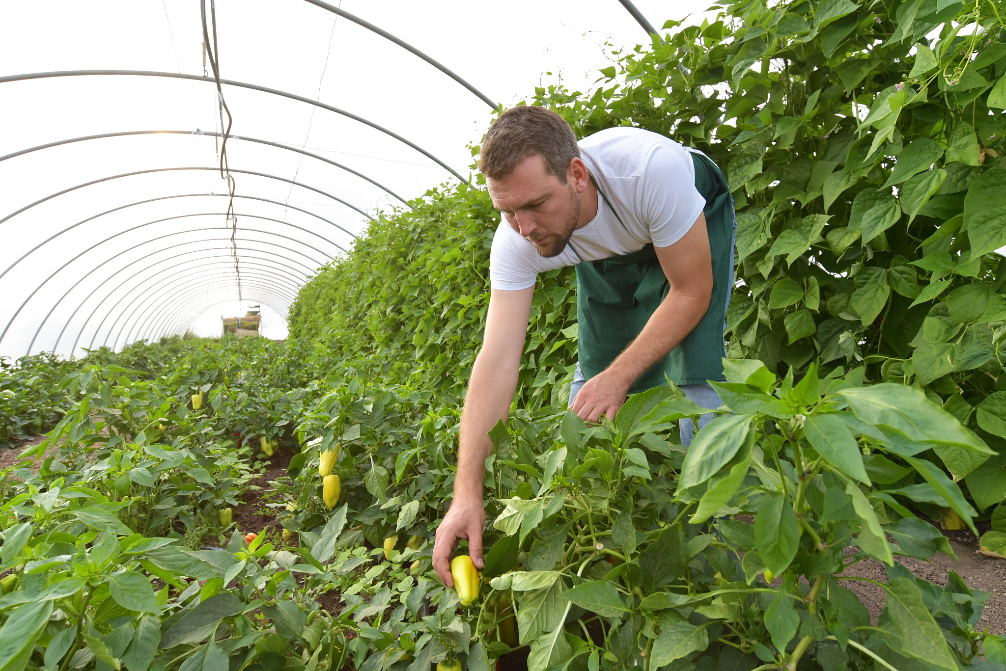 选择楚雄农业学校畜牧兽医专业好不好