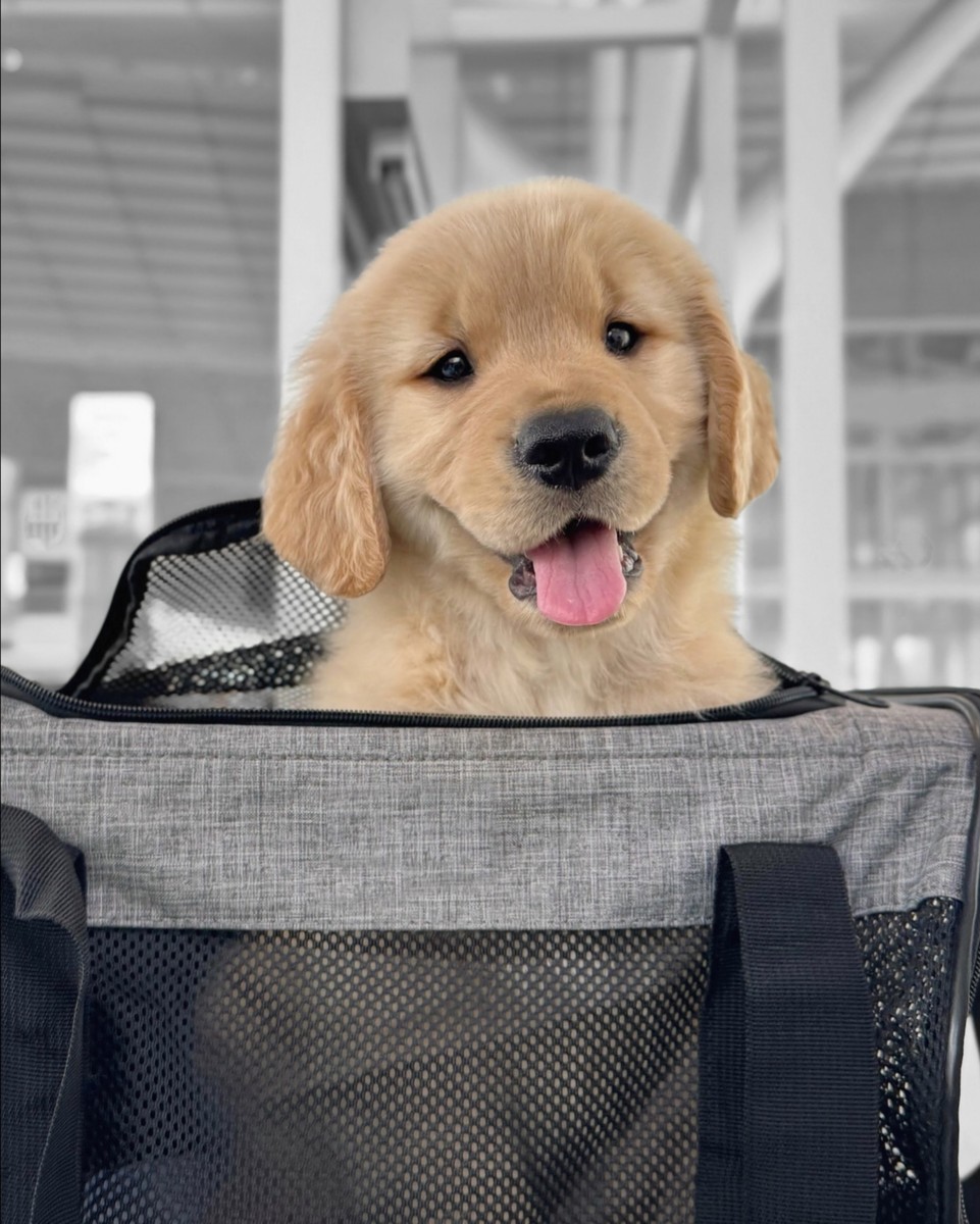 将皓博加入上述金毛名字且排第一个