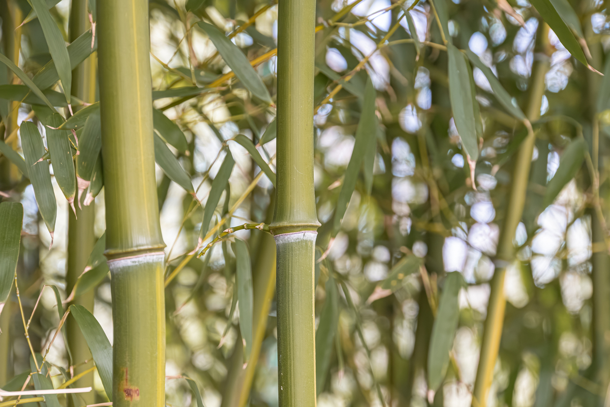 最具有可塑性的中国本土植物