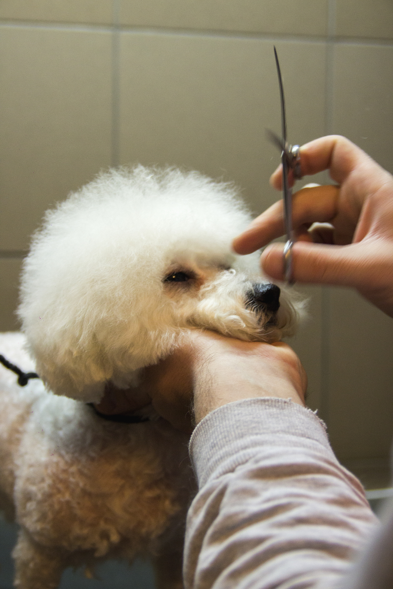 比熊裁耳：利弊分析，值得你认真考虑！